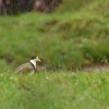 Cejka australska - Vanellus miles - Masked Lapwing (Spur-winged plover) 2540u